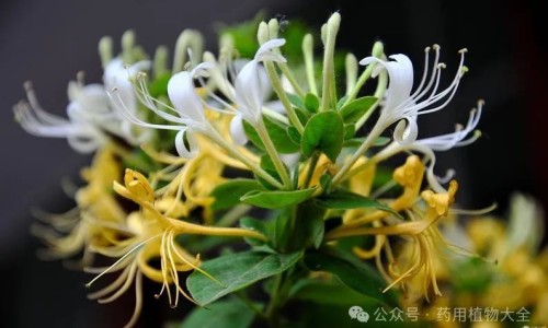 树花的功效与作用食用方法-树花有什么功效与作用网 - 树花图片,鉄树花的药用功效