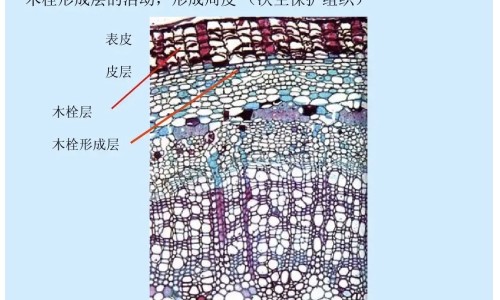 树花有什么功效与作用网 - 树花图片,鉄树花的药用功效