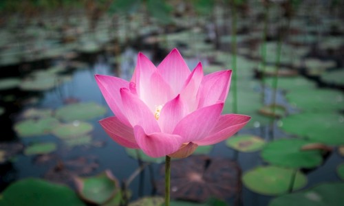 树花最简单三个吃法-树花有什么功效与作用网 - 树花图片,鉄树花的药用功效
