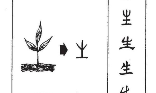 树花有什么功效与作用及禁忌-树花有什么功效与作用网 - 树花图片,鉄树花的药用功效